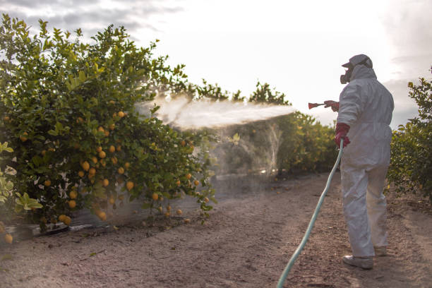 Best Bird Control  in Pine Mountain Clu, CA