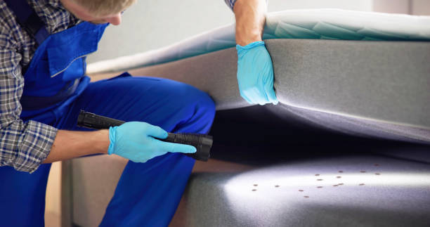 Best Ant Control Services  in Pine Mountain Clu, CA
