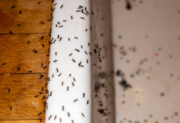 Best Affordable Pest Control Services  in Pine Mountain Clu, CA