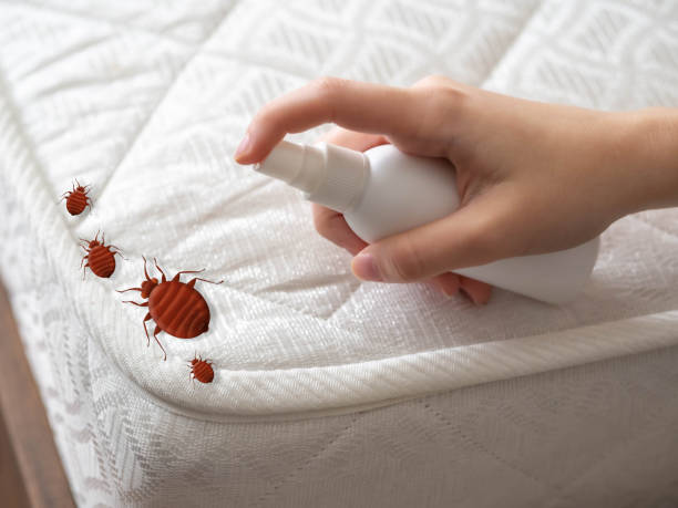Best Best Pest Control Companies  in Pine Mountain Clu, CA