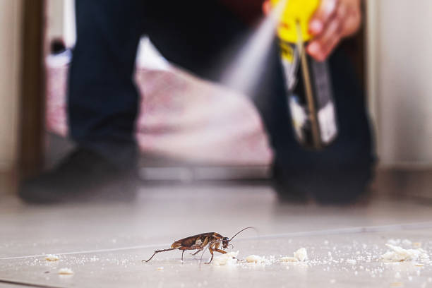 Best Exterminator Services  in Pine Mountain Clu, CA