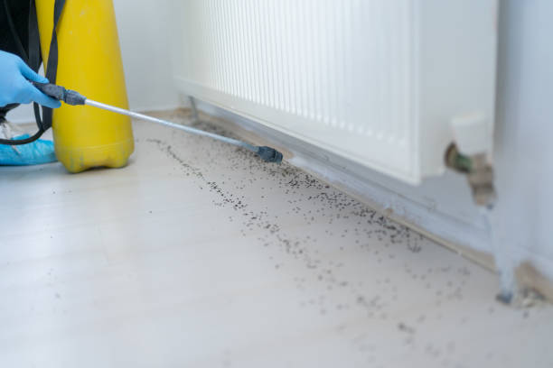 Best Pest Control Near Me  in Pine Mountain Clu, CA