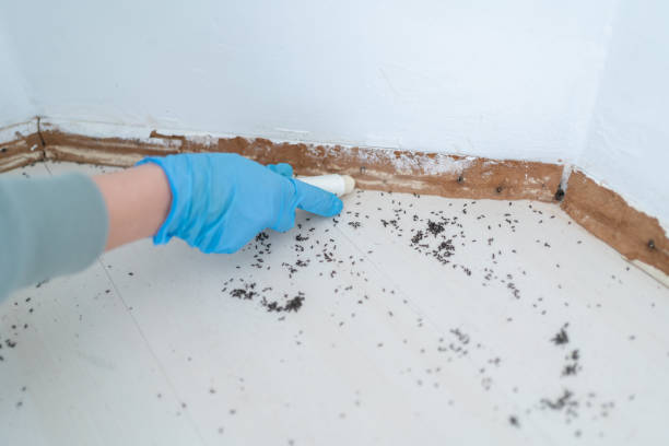 Best Cockroach Control Services  in Pine Mountain Clu, CA